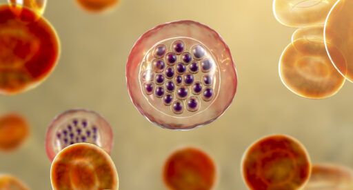 Malaria-infected red blood cells